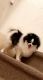 Pomeranian Puppies for sale in Richton Park, IL, USA. price: NA