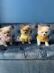 Pomeranian Puppies for sale in Sacramento, CA, USA. price: $1,000