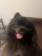 Pomeranian Puppies for sale in Charlotte, NC, USA. price: $400