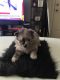 Pomeranian Puppies for sale in Greenwood, IN, USA. price: NA