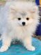 Pomeranian Puppies for sale in Brighton, CO, USA. price: $1,800