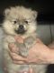 Pomeranian Puppies for sale in Stockton, CA 95210, USA. price: $1,500