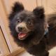 Pomeranian Puppies for sale in Hickory, NC 28601, USA. price: NA