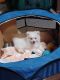 Pomeranian Puppies for sale in Orange County, CA, USA. price: $2,100