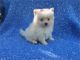 Pomeranian Puppies for sale in Hacienda Heights, CA, USA. price: $799