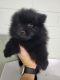Pomeranian Puppies for sale in Florahome, FL 32140, USA. price: NA