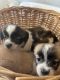 Pomeranian Puppies for sale in Orlando, FL, USA. price: $250