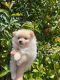 Pomeranian Puppies for sale in Stockton, CA, USA. price: $700