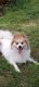 Pomeranian Puppies for sale in Webster, FL 33597, USA. price: $400