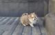 Pomeranian Puppies for sale in Perris, CA, USA. price: $600