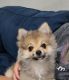 Pomeranian Puppies for sale in Rosenberg, TX, USA. price: $2,500