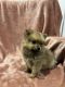 Pomeranian Puppies for sale in Phillipsburg, NJ 08865, USA. price: NA
