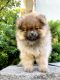 Pomeranian Puppies for sale in Vernon Hills, IL 60061, USA. price: NA