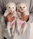 Pomeranian Puppies for sale in Navi Mumbai, Maharashtra, India. price: 3,000 INR