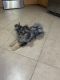 Pomeranian Puppies for sale in Homestead, FL, USA. price: $1,500
