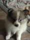 Pomeranian Puppies for sale in 1100 N Anchor Way, Portland, OR 97217, USA. price: NA