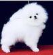 Pomeranian Puppies for sale in Dry Prong, LA 71423, USA. price: $2,000