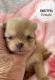 Pomeranian Puppies for sale in Tennessee City, TN 37055, USA. price: $1,400