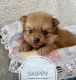 Pomeranian Puppies for sale in Tennessee City, TN 37055, USA. price: $1,400