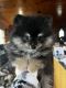 Pomeranian Puppies for sale in Winchester, KY 40391, USA. price: NA
