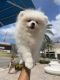 Pomeranian Puppies for sale in Miami, FL, USA. price: $3,000