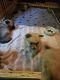 Pomeranian Puppies for sale in Bon Aqua, TN 37025, USA. price: NA
