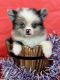 Pomeranian Puppies for sale in Old Town, FL 32680, USA. price: NA