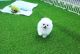 Pomeranian Puppies for sale in Chandler, AZ, USA. price: $5,480