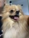 Pomeranian Puppies for sale in Dix Hills, NY, USA. price: $2,500