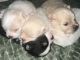 Pomeranian Puppies for sale in Costa Mesa, CA, USA. price: NA