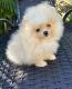 Pomeranian Puppies for sale in Cambridge, MA, USA. price: $600