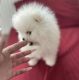 Pomeranian Puppies for sale in Portland, OR, USA. price: $850