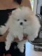 Pomeranian Puppies for sale in Naples, FL, USA. price: NA