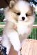 Pomeranian Puppies for sale in New York, NY 10118, USA. price: $699