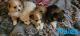 Pomeranian Puppies for sale in Ludlow Falls, OH 45339, USA. price: NA