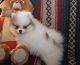 Pomeranian Puppies for sale in Belvedere DA17, UK. price: 485 GBP