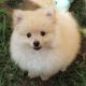 Pomeranian Puppies for sale in Newark, CA 94560, USA. price: $2,000