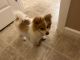 Pomeranian Puppies for sale in Seattle, WA, USA. price: $1,100