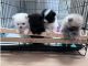 Pomeranian Puppies for sale in Midsland, Netherlands. price: 650 EUR