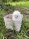 Pomeranian Puppies for sale in Miami, FL 33177, USA. price: $3,000