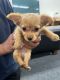 Pomeranian Puppies for sale in Longview, WA, USA. price: NA