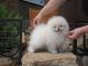 Pomeranian Puppies for sale in Portland, OR, USA. price: $550