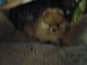 Pomeranian Puppies for sale in Hot Springs, AR, USA. price: NA
