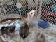 Pomeranian Puppies for sale in Everett, WA, USA. price: $900