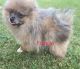 Pomeranian Puppies for sale in Hutto, TX 78634, USA. price: $1,200