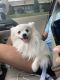 Pomeranian Puppies for sale in Manchester, MO 63011, USA. price: NA