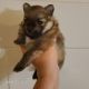 Pomeranian Puppies for sale in Bloomingdale, NJ, USA. price: $3,500