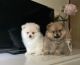 Pomeranian Puppies for sale in New York, NY, USA. price: $300