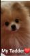 Pomeranian Puppies for sale in Barstow, CA, USA. price: NA
