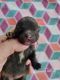 Pomeranian Puppies for sale in Alma, GA 31510, USA. price: NA